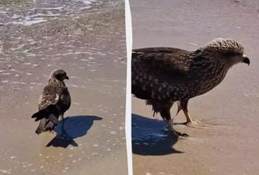 Гулял по побережью Черного моря: в Одесской области увидели редкую птицу (видео)