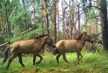 В районе Чернобыля среди ночи заметили редких лошадей (фото)