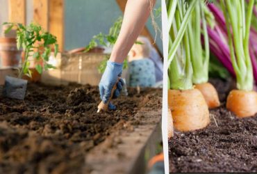 Чим заповнити грядки в теплиці: найкращі рослини для посадки в серпні