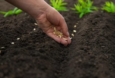 Какие растения лучше всего сажать в сентябре: опытные садоводы не упускают эти даты