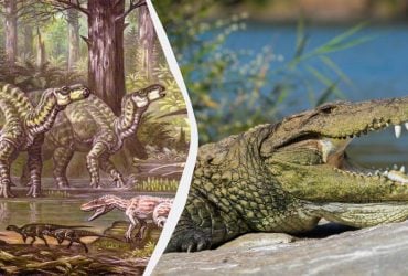 В Аргентині виявили рештки крокодила-гіперхижака, який розривав динозаврів на шматки