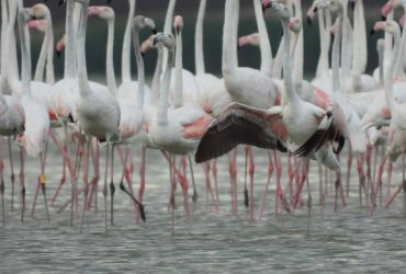 Рідкісного птаха, який народився на Одещині, засікли в Румунії (фото)