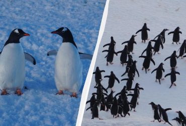 До українських полярників раптово завітали понад 2 тис. пінгвінів: чому сталася навала
