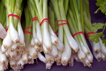 Зеленый лук на подоконнике: как получить урожай без огорода всего за несколько недель