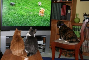 Чому коти люблять дивитися телевізор: ветеринар пояснила, що вони там бачать насправді