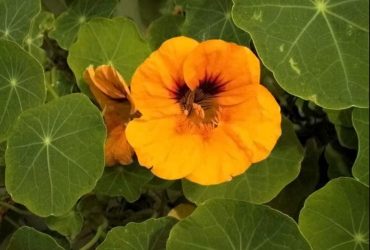 Чи можна вирощувати настурцію в горщиках: поради експертів