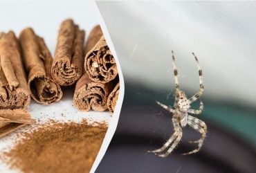 Ця комаха не боїться нічого, крім запаху кориці: де потрібно розсипати спецію