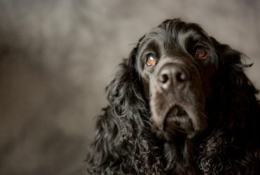 Які собаки найрозумніші у світі: експерти назвали 9 порід