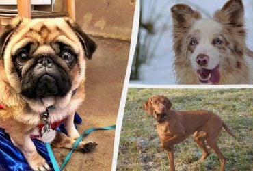 Які собаки найбільше прив'язуються до своїх господарів: експерти назвали 8 порід-липучок