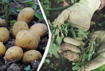 Эти сидераты заменят КАМАЗ удобрений: как восстановить землю после картошки