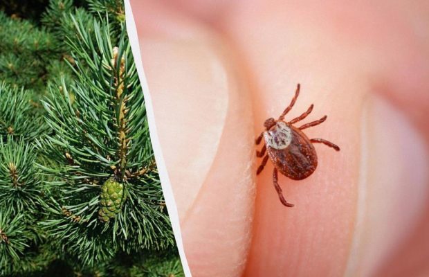 Клещи будут хозяевами: названы 12 растений, которые нельзя сажать в саду