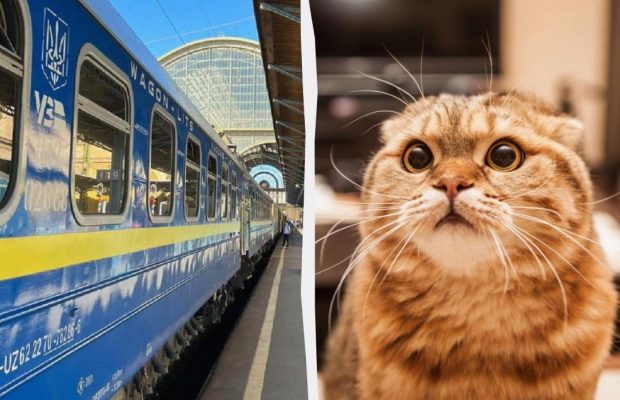 Шолом для кота і не тільки: в "Укрзалізниці" розповіли про найдивовижніші знахідки в потягах