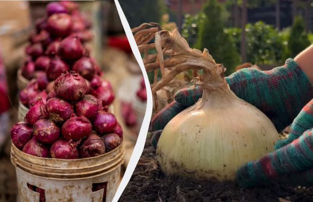 Українка показала, як вона викопує і зберігає цибулю, щоб вона лежала до весни (відео)