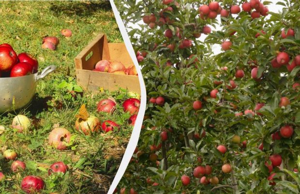 Як боротися з яблукопадом: що робити, якщо з дерева падають зелені плоди