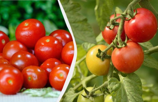 "Моя мама вирощує томати понад 30 років, і вони ніколи не тріскаються": що вона робить