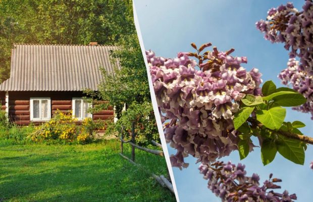 Експерт назвав рослини, які не можна саджати у дворі: винищують все навкруги