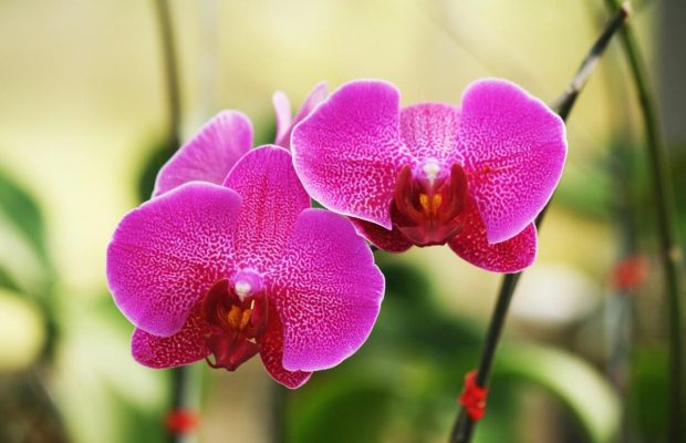 Що робити, якщо не цвіте орхідея: 5 прийомів, які реально працюють