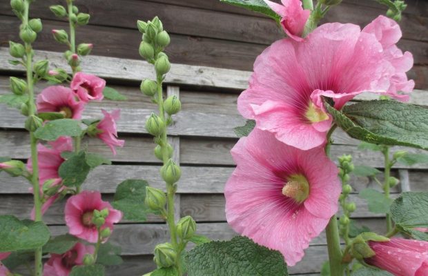 Садівники розповіли, що робити, аби мальви пишно квітували влітку