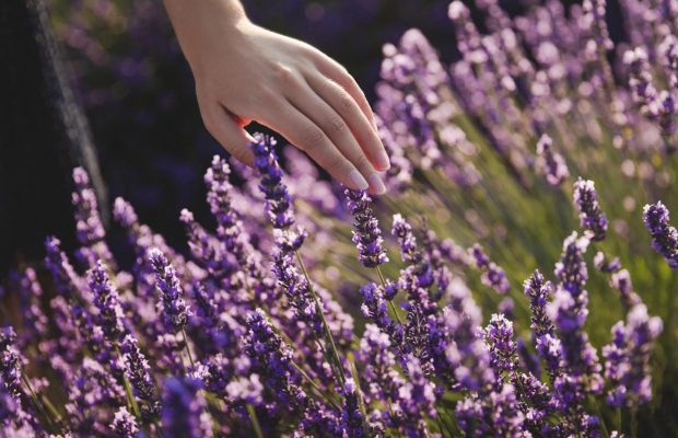 Как сделать лаванду больше и пышнее: эксперты рассказали о методе на две минуты