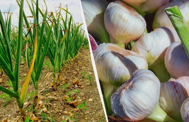 Сажать озимый чеснок в 2025 году нужно именно в эти даты: урожай будет огромным