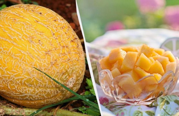 Назван стопроцентный признак сладкой дыни: есть только у самых спелых плодов
