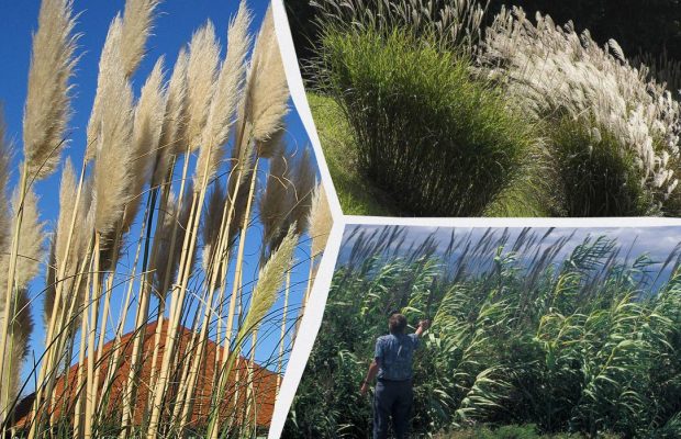 Какие растения не стоит сажать в своем дворе: эксперты назвали 6 "опасных" трав