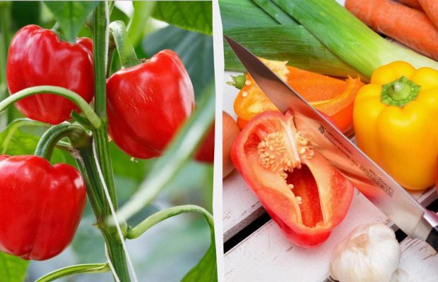 Перцев стало в три раза больше, а соседи завидуют: делаю две процедуры до конца лета