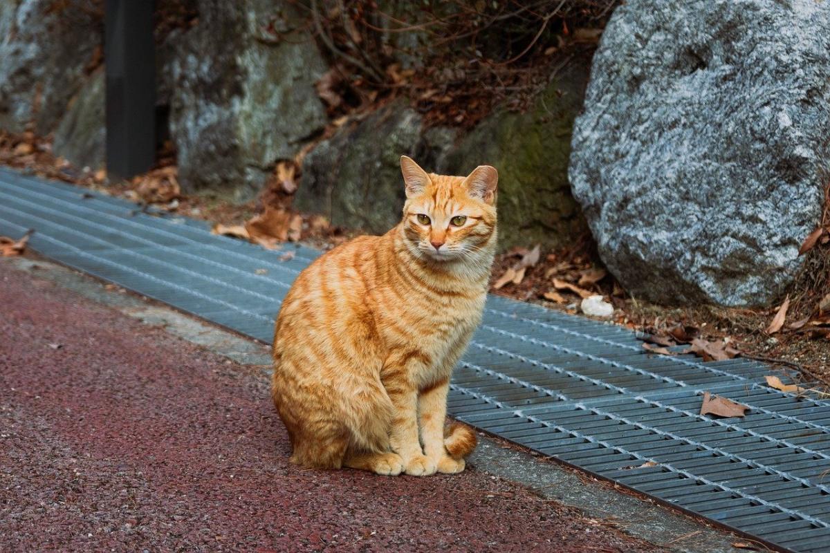 яке сьогодні свято яке сьогодні свято