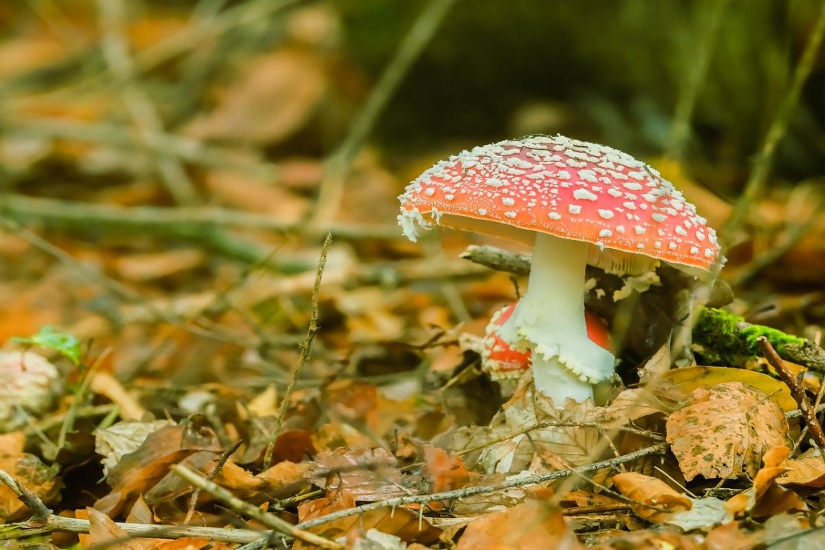 яке сьогодні свято яке сьогодні свято