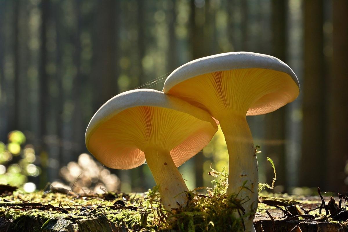 Фото: Pixabay Фото: Pixabay