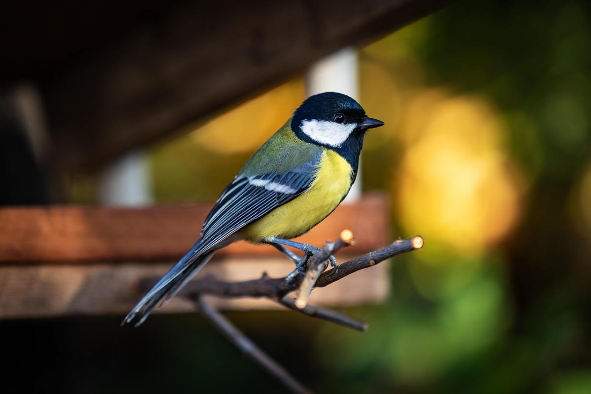 19 фото Pixabay 19 фото Pixabay