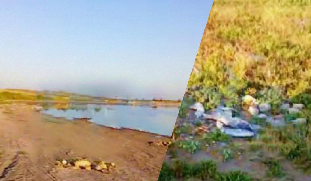 Андрющенко рассказал о массовом мор рыбы в крупнейшем водоеме оккупированной Мелитопольщины Андрющенко рассказал о массовом мор рыбы в крупнейшем водоеме оккупированной Мелитопольщины