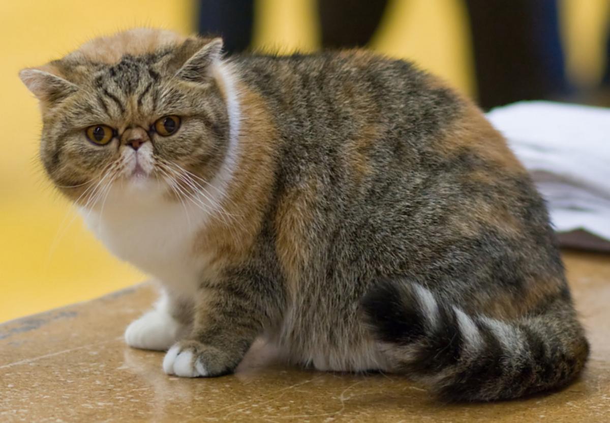 Февраль - экзотическая короткошерстная кошка / фото Википедия Февраль - экзотическая короткошерстная кошка / фото Википедия