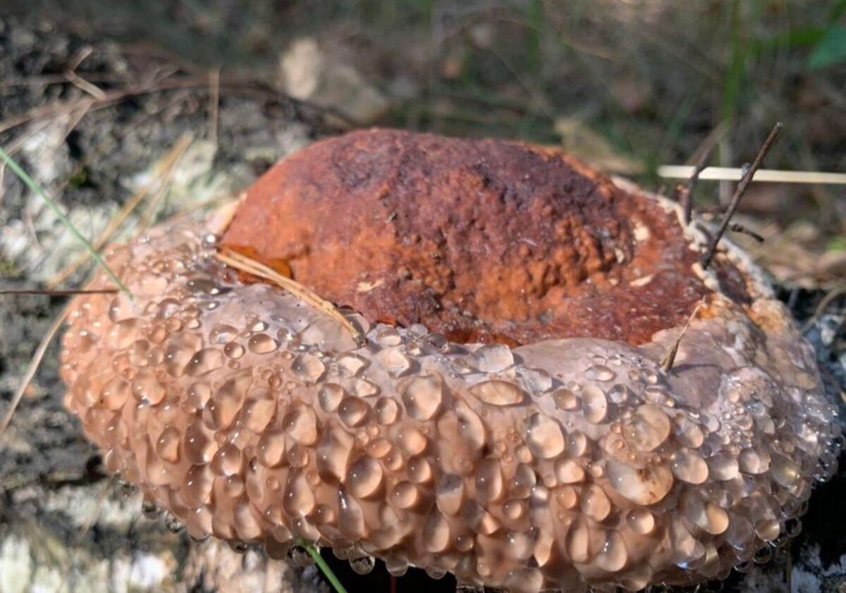 К К