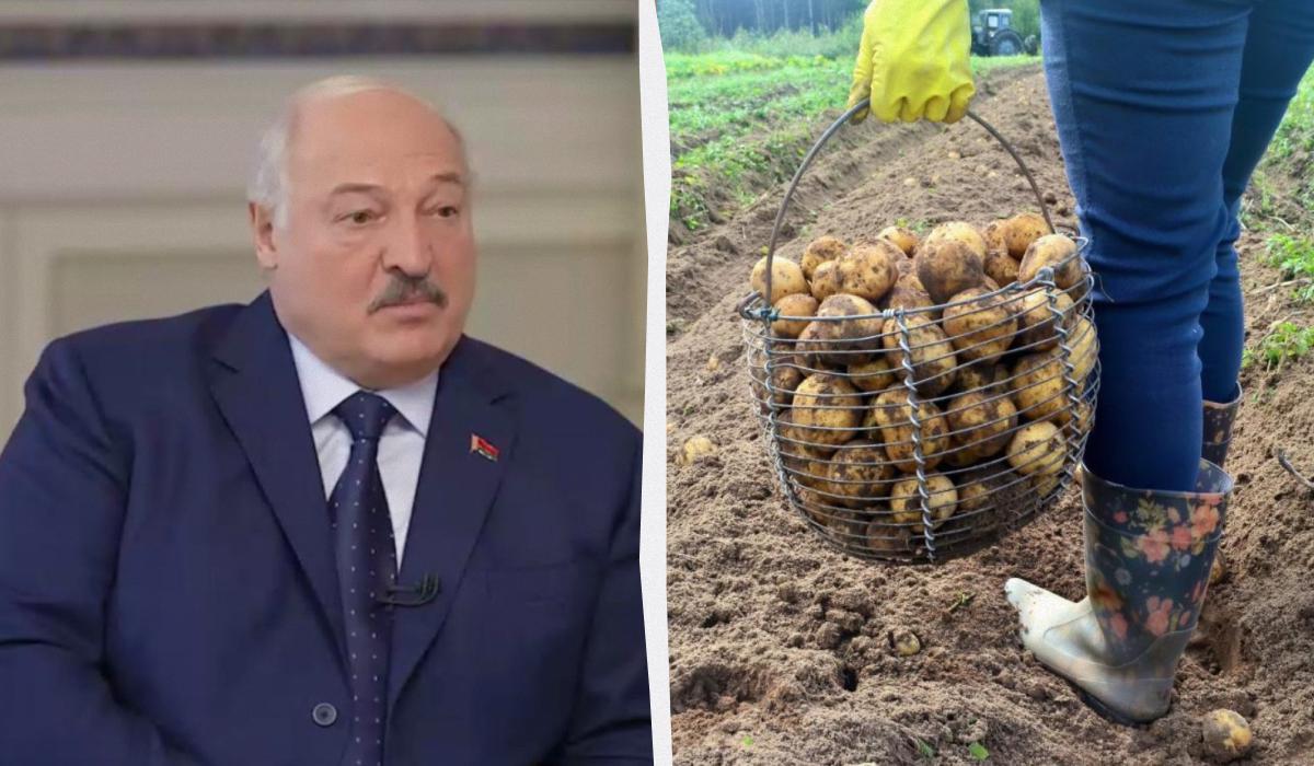 С 1 января 2026 года Узбекистан будет давать кредиты на покрытие расходов, связанных с выращиванием картофеля / коллаж УНИАН, фото ua.depositphotos.com, скриншот С 1 января 2026 года Узбекистан будет давать кредиты на покрытие расходов, связанных с выращиванием картофеля / коллаж УНИАН, фото ua.depositphotos.com, скриншот