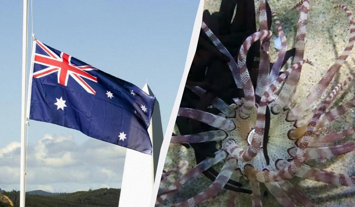 Почему в Австралии нельзя ходить босиком по траве Почему в Австралии нельзя ходить босиком по траве