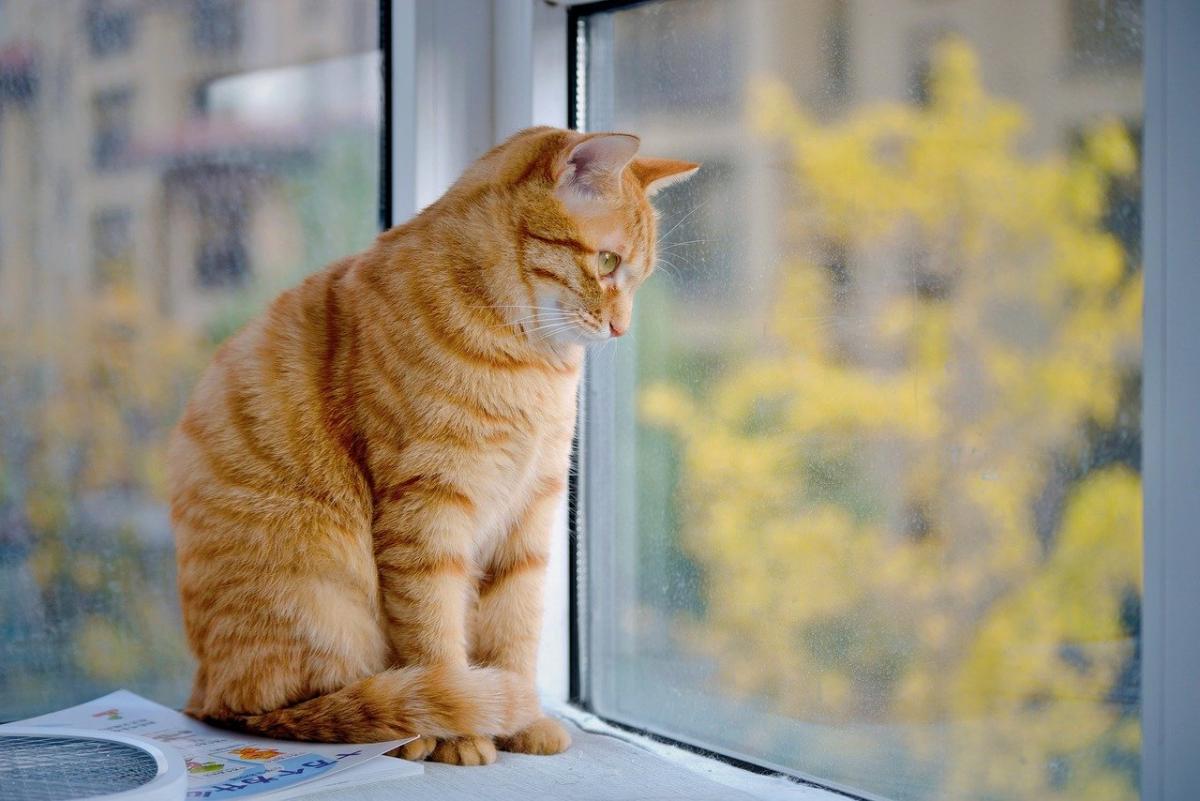 Фотография Pixabay Фотография Pixabay