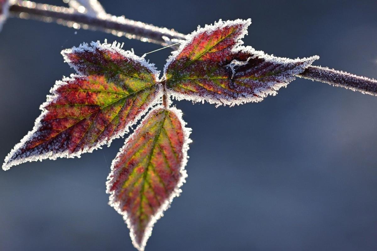 снфото Pixabay снфото Pixabay