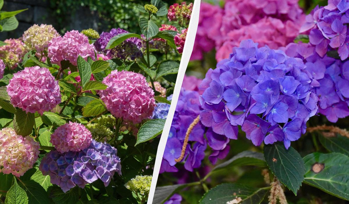 коли саджати гортензії коли саджати гортензії