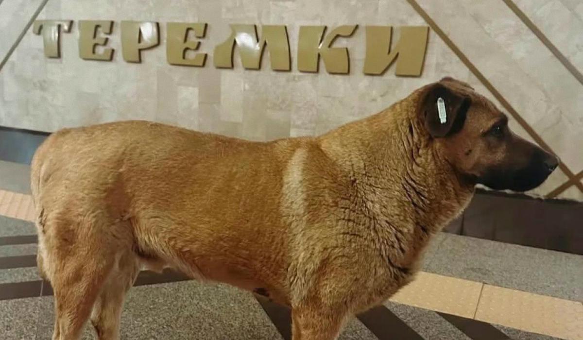 фото t.me/allkiev