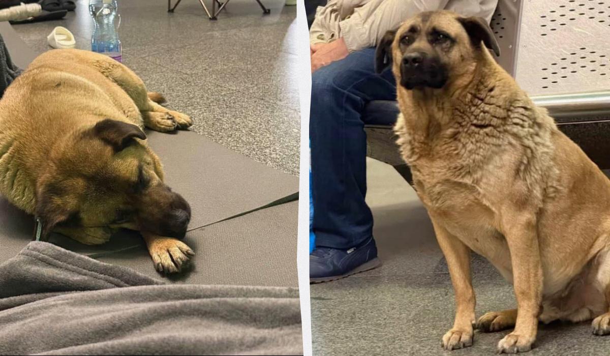 П/ колаж УНІАН, фото t.me/allkiev