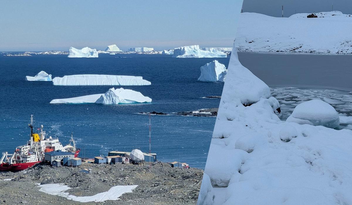 Это первые тюленята, которые родились в этом году / Коллаж: УНИАН, фото: facebook.com/AntarcticCenter Это первые тюленята, которые родились в этом году / Коллаж: УНИАН, фото: facebook.com/AntarcticCenter