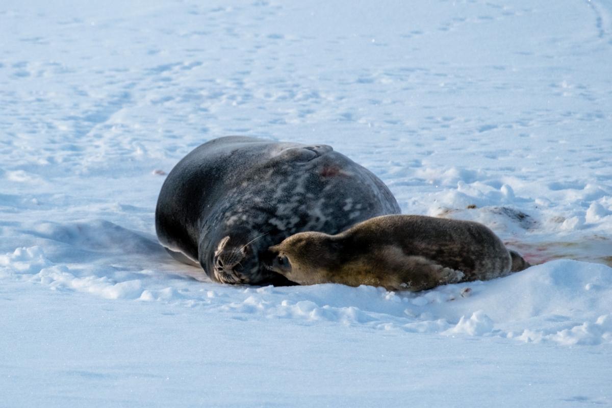 Новорожденные тюленята / Фото: facebook.com/AntarcticCenter Новорожденные тюленята / Фото: facebook.com/AntarcticCenter