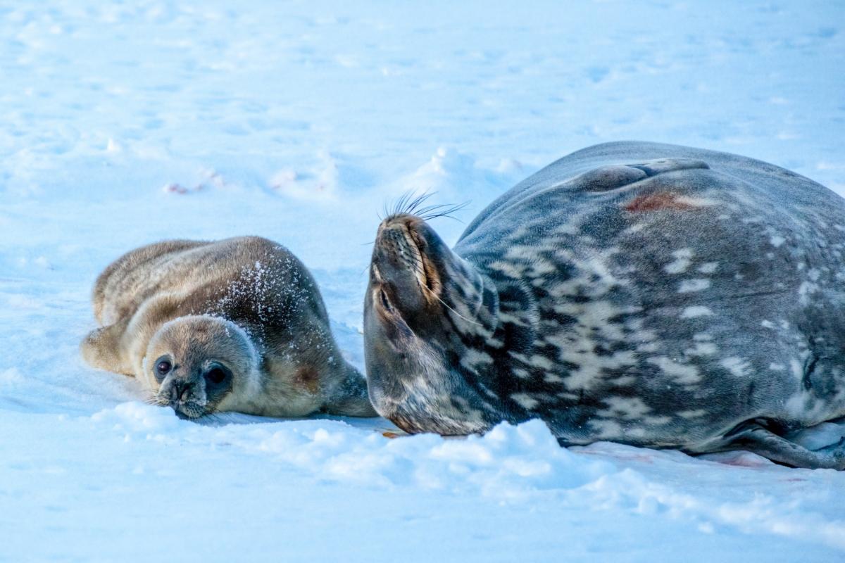 Новорожденные тюленята / Фото: facebook.com/AntarcticCenter Новорожденные тюленята / Фото: facebook.com/AntarcticCenter