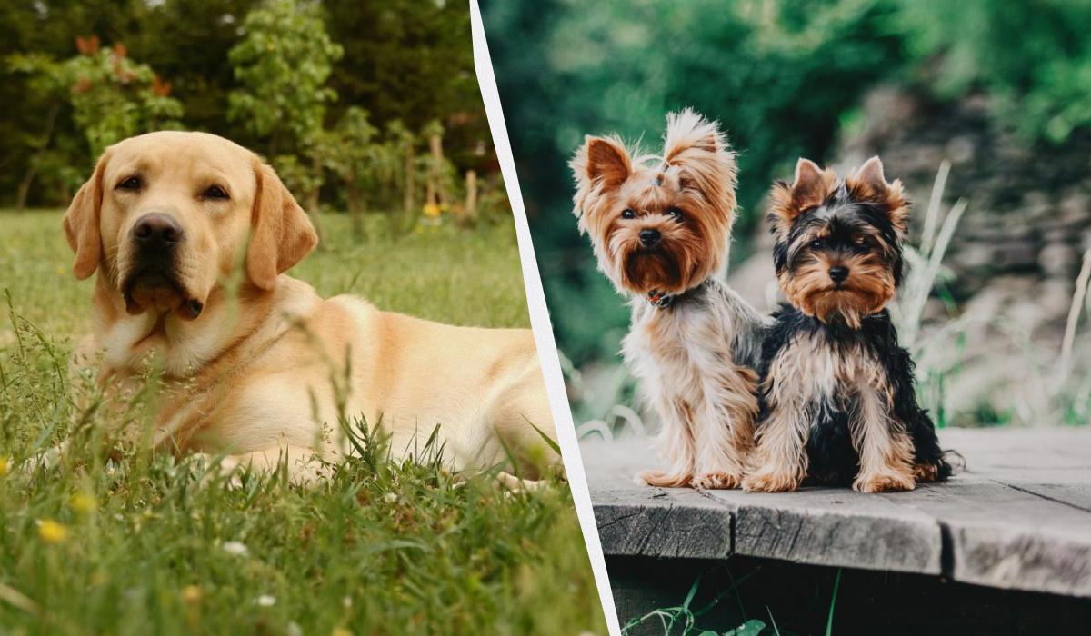 Какая порода собак самая беспроблемная / коллаж УНИАН, фото ua.depositphotos.com