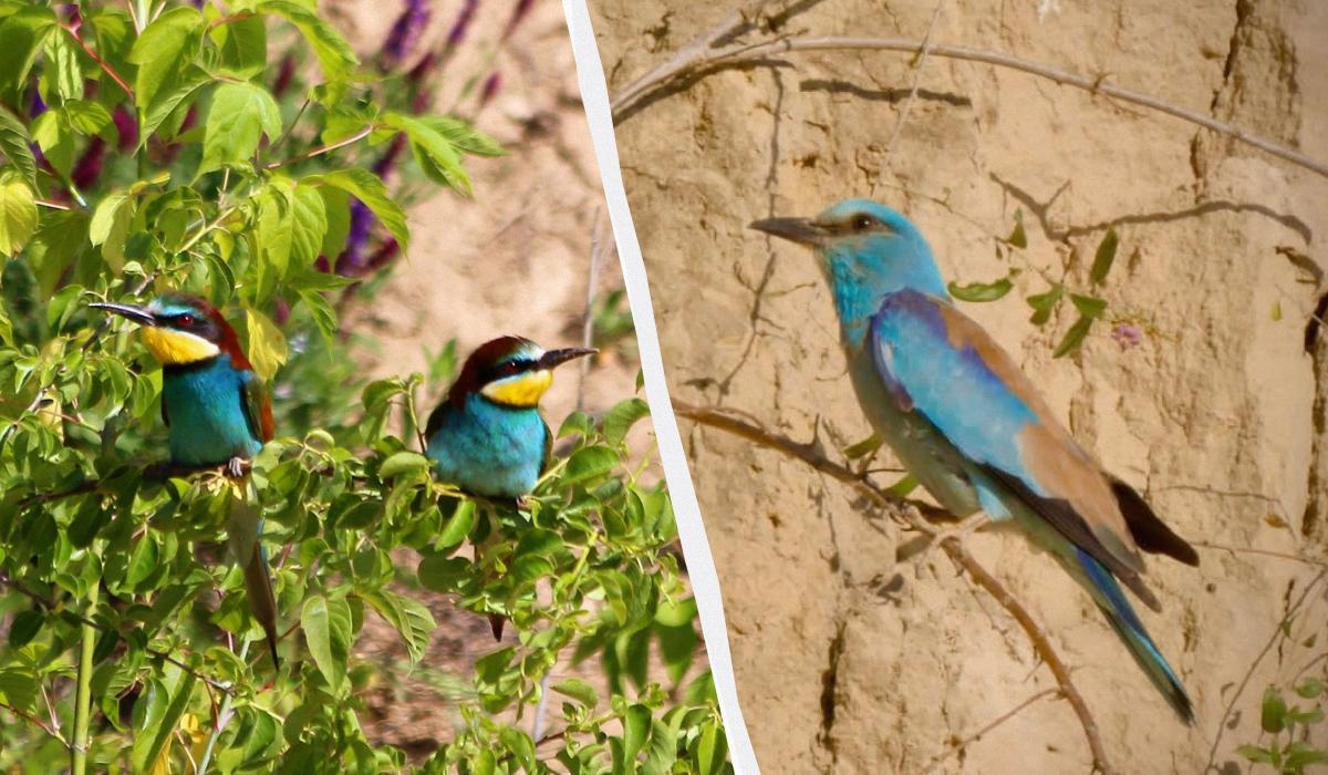 Птахи заворожують кольорами пір'яного покриву / колаж УНІАН, фото Сергія Курочкіна Птахи заворожують кольорами пір'яного покриву / колаж УНІАН, фото Сергія Курочкіна