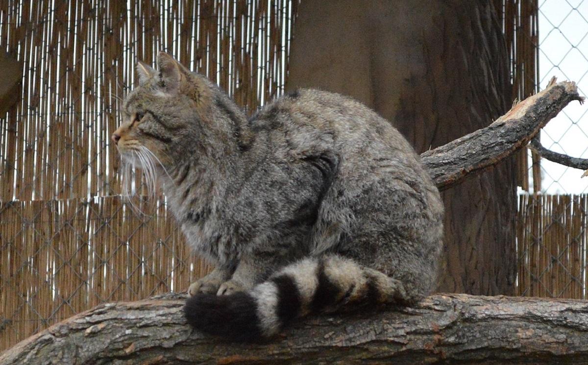 Ці коти не піддаються прирученню / фото Вікіпедія Ці коти не піддаються прирученню / фото Вікіпедія