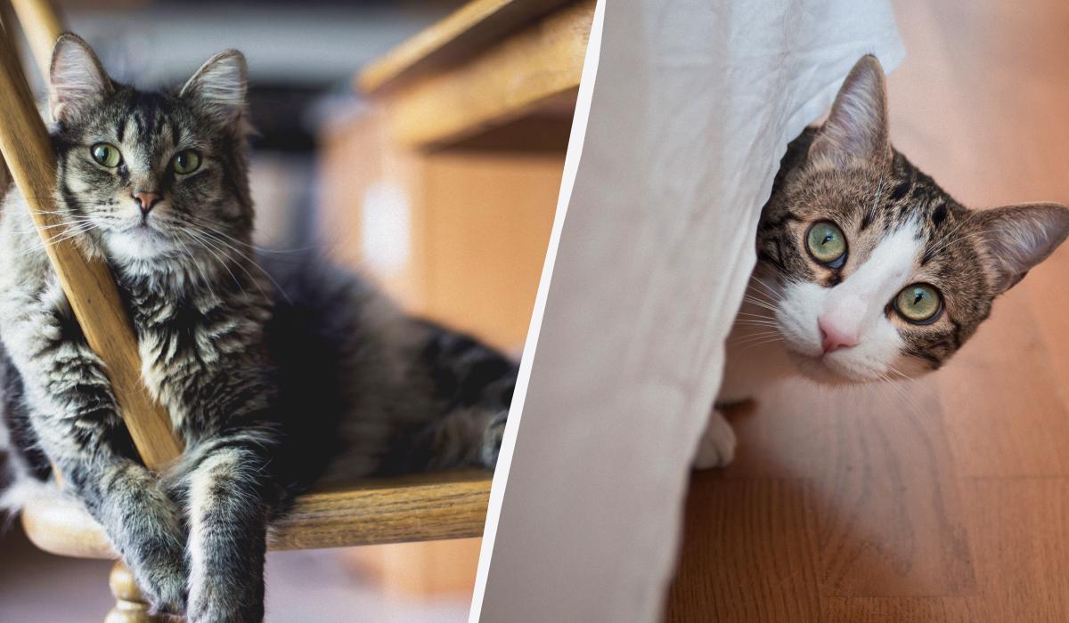 Скучает ли кошка одна дома по своему хозяину Скучает ли кошка одна дома по своему хозяину