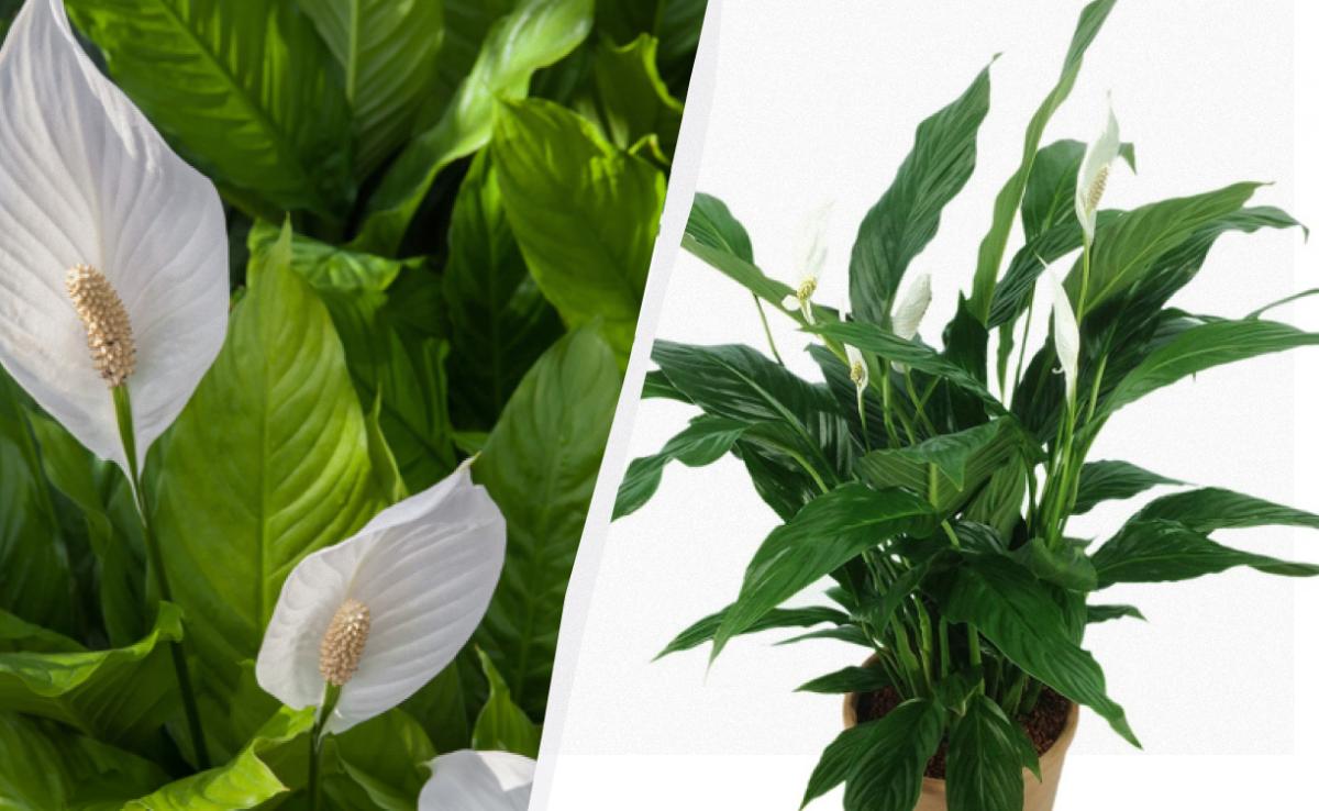 Спатіфілум буде цвісти роками: садівники розповіли, як його виростити