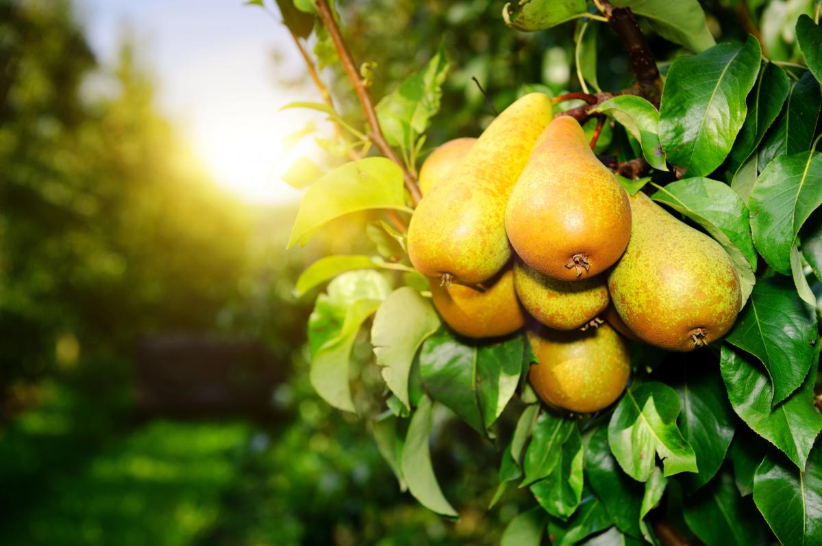 Диетологи назвали 9 продуктов, в которых клетчатки значительно больше, чем в груше